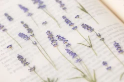 Lavender Pressed Flower Sticker
