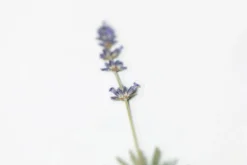 Lavender Pressed Flower Sticker