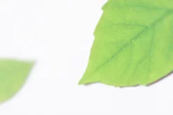 Leaf Magnet Set