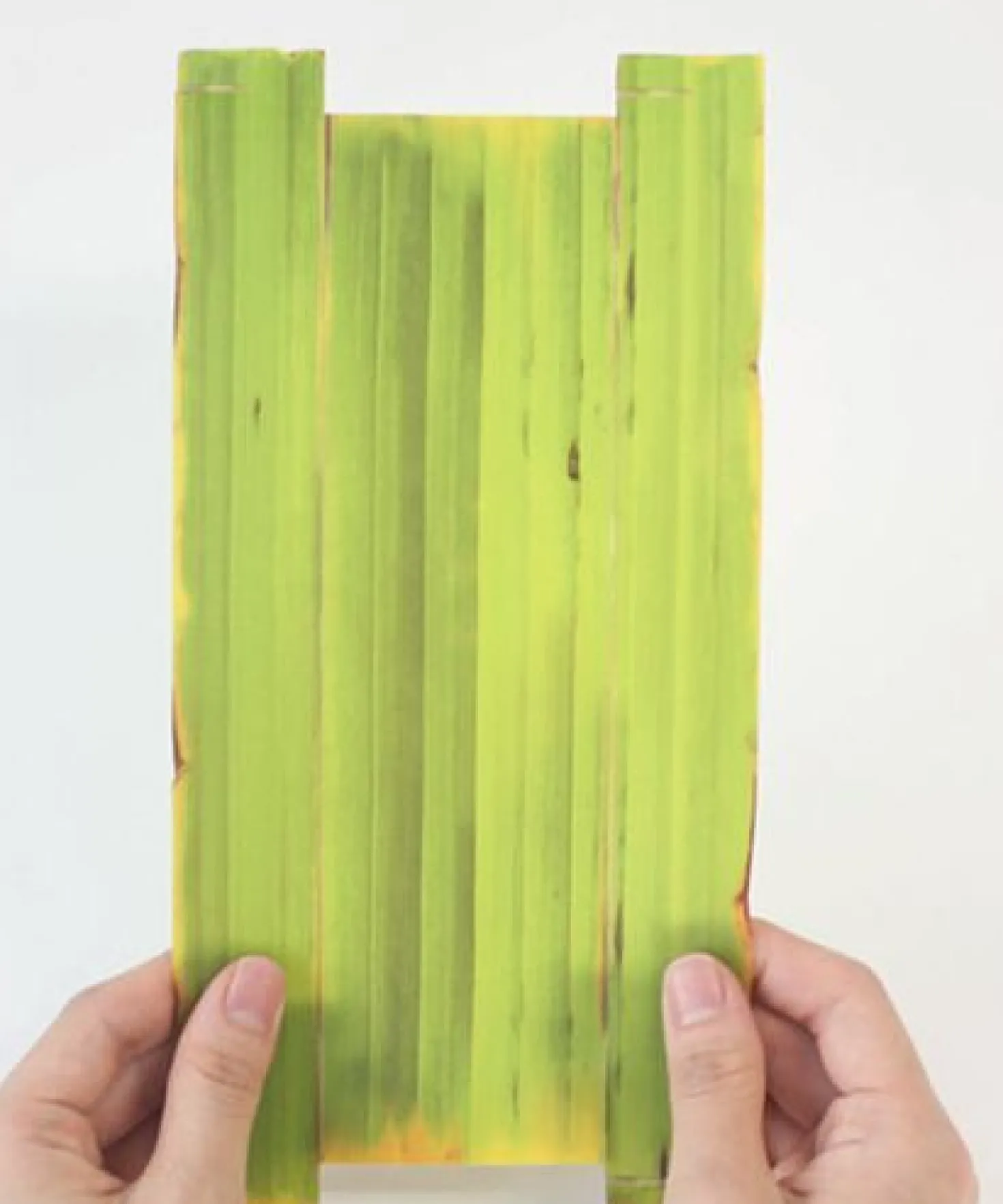 Long Banana Leaf Tray