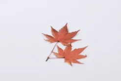 Maple Pressed Flower Sticker