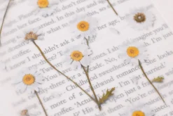 Marguerite Pressed Flower Sticker