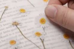 Marguerite Pressed Flower Sticker