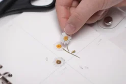 Marguerite Pressed Flower Sticker