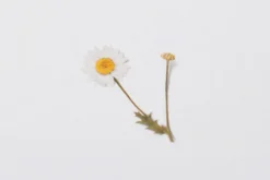 Marguerite Pressed Flower Sticker