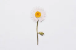 Marguerite Pressed Flower Sticker