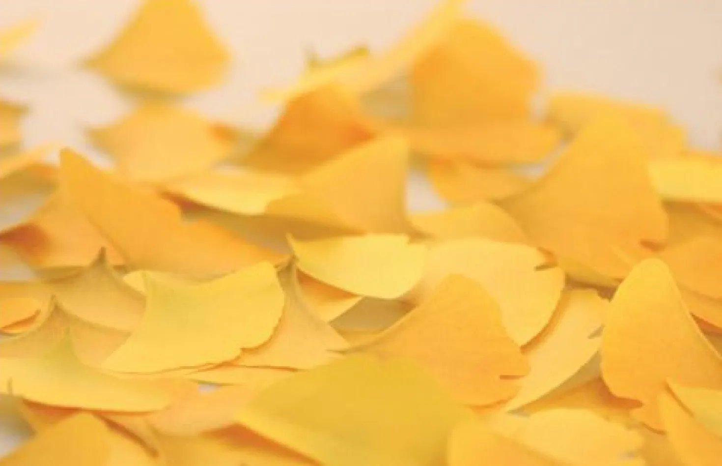 Medium Ginkgo Leaf Sticky Note