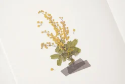 Mimosa Pressed Flower Sticker