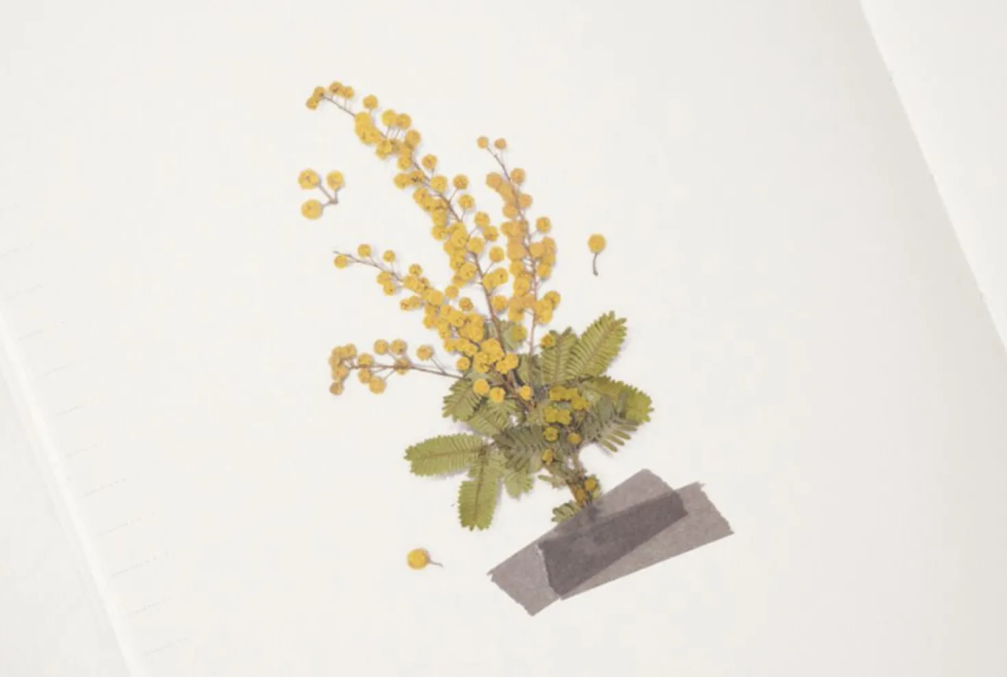 Mimosa Pressed Flower Sticker