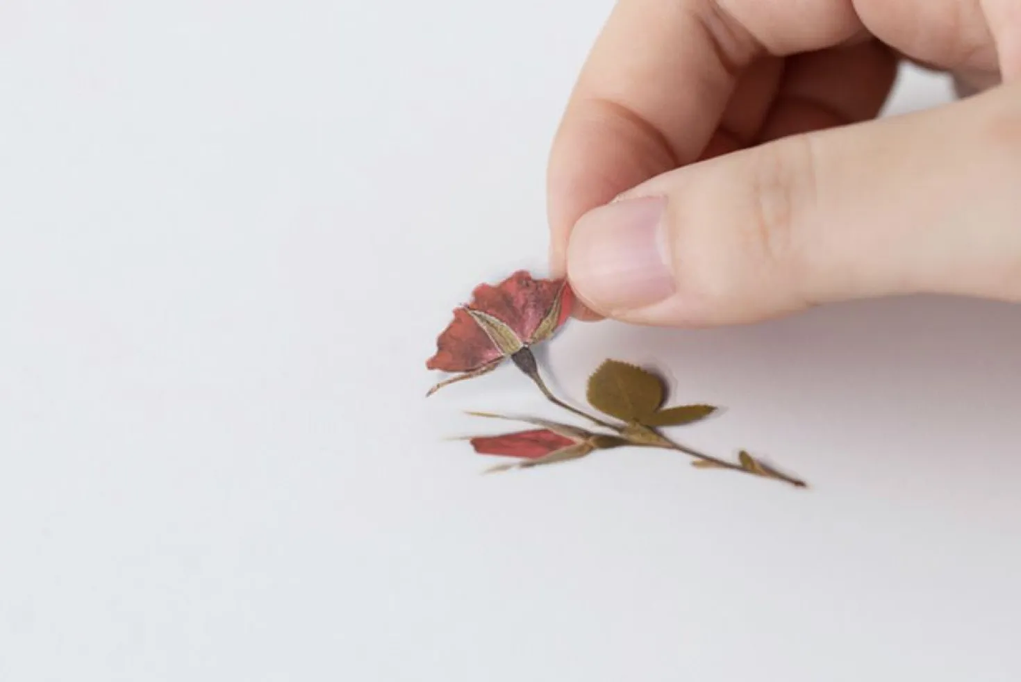Mini Rose Pressed Flower Sticker