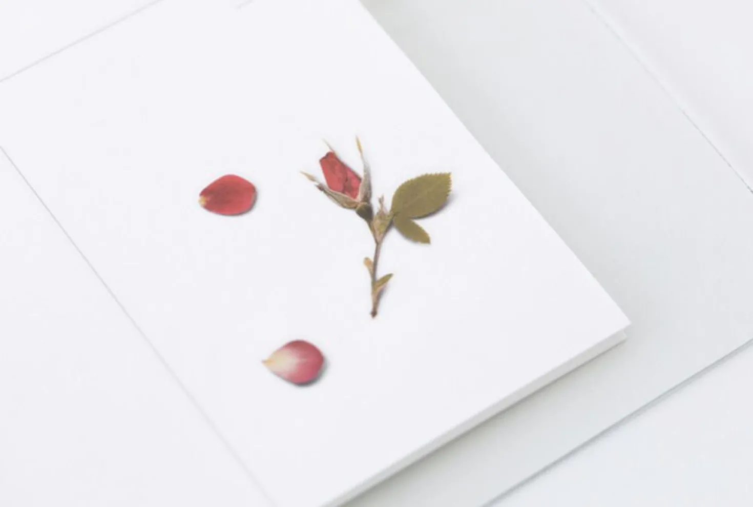 Mini Rose Pressed Flower Sticker