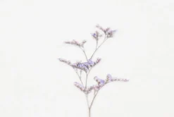 Misty Blue Pressed Flower Sticker
