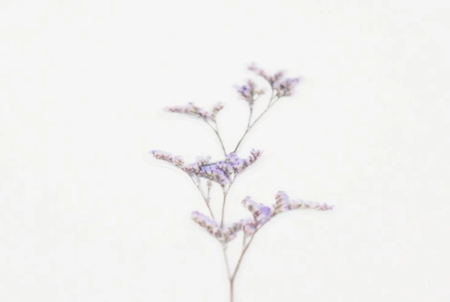 Misty Blue Pressed Flower Sticker