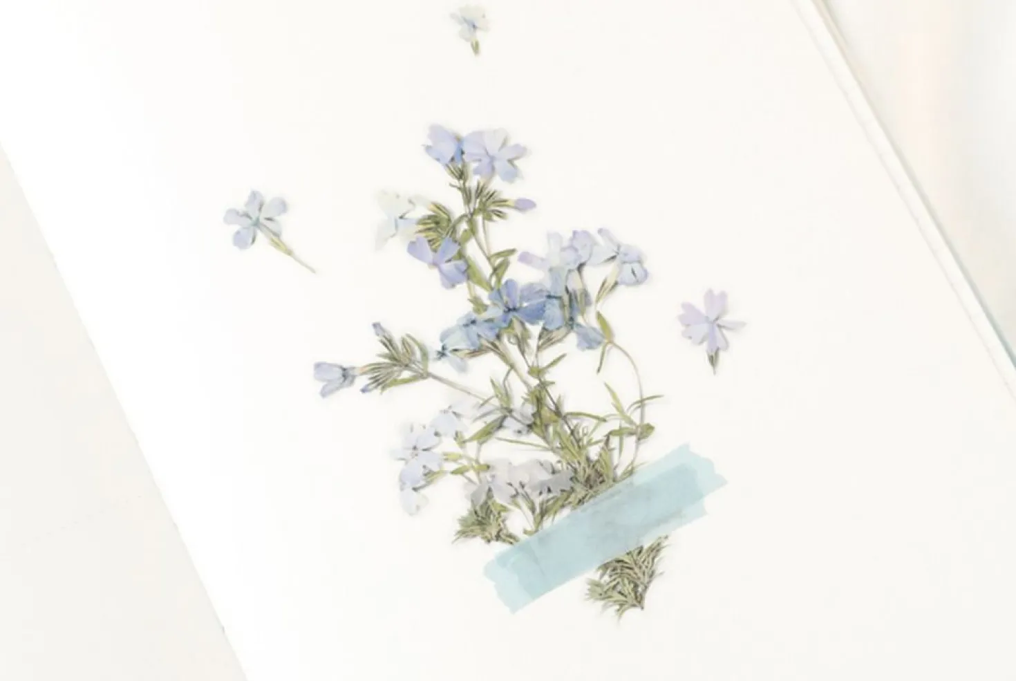 Moss Phlox Pressed Flower Sticker