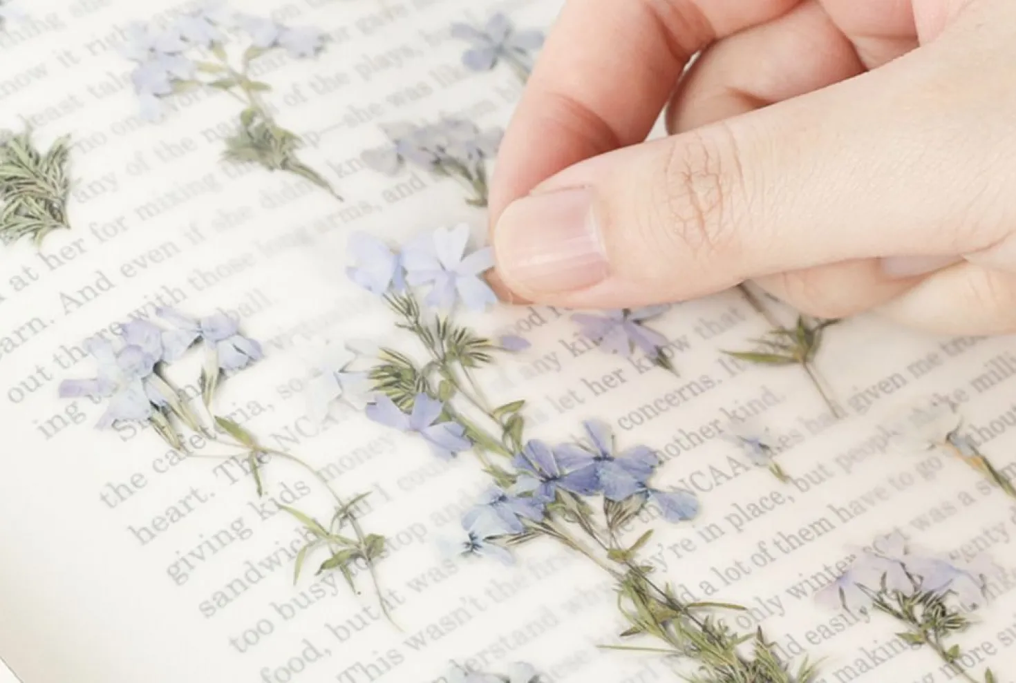 Moss Phlox Pressed Flower Sticker