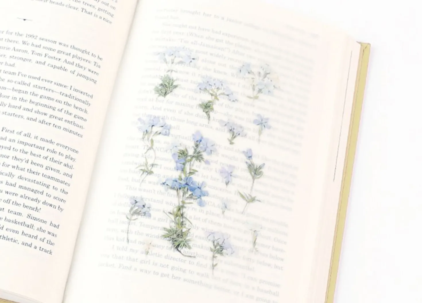 Moss Phlox Pressed Flower Sticker