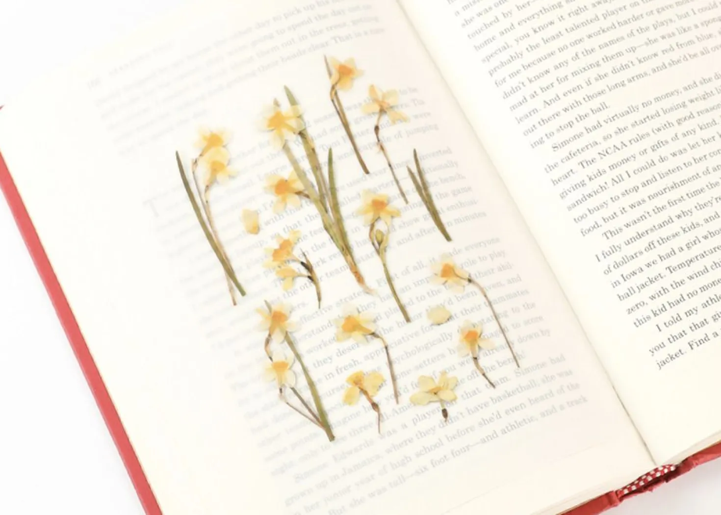 Narcissus Pressed Flower Sticker