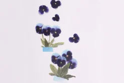 Pansy Pressed Flower Sticker