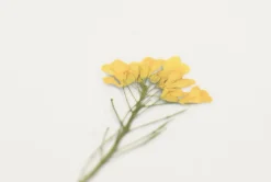 Rapeseed Pressed Flower Sticker
