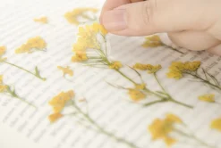 Rapeseed Pressed Flower Sticker