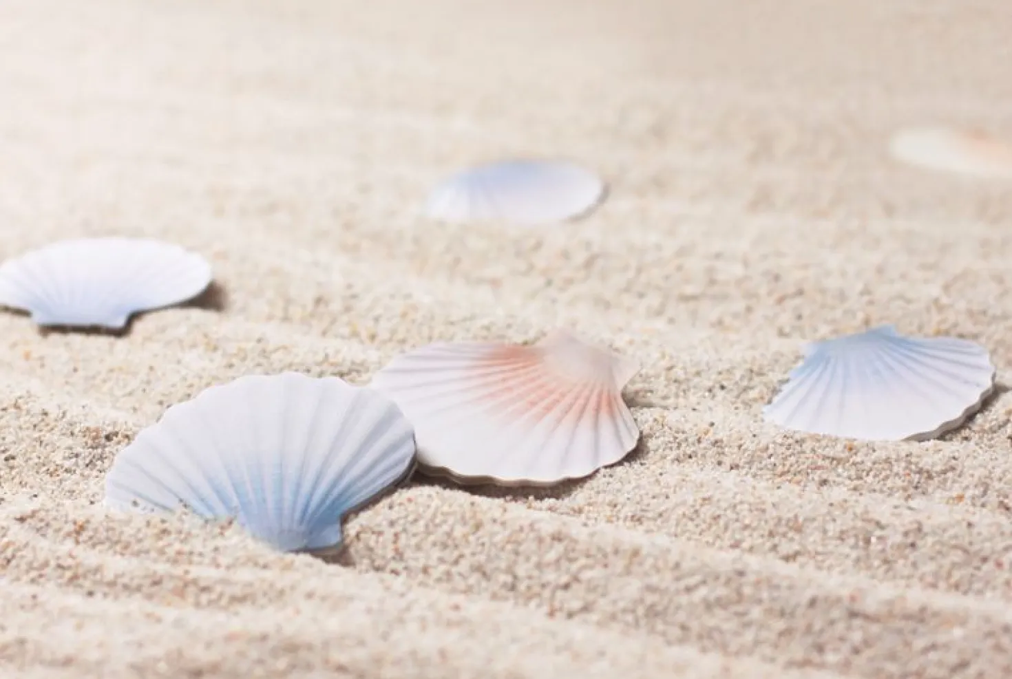 Scallop Sticky Note
