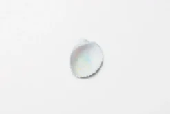 Seashell Nature Sticker