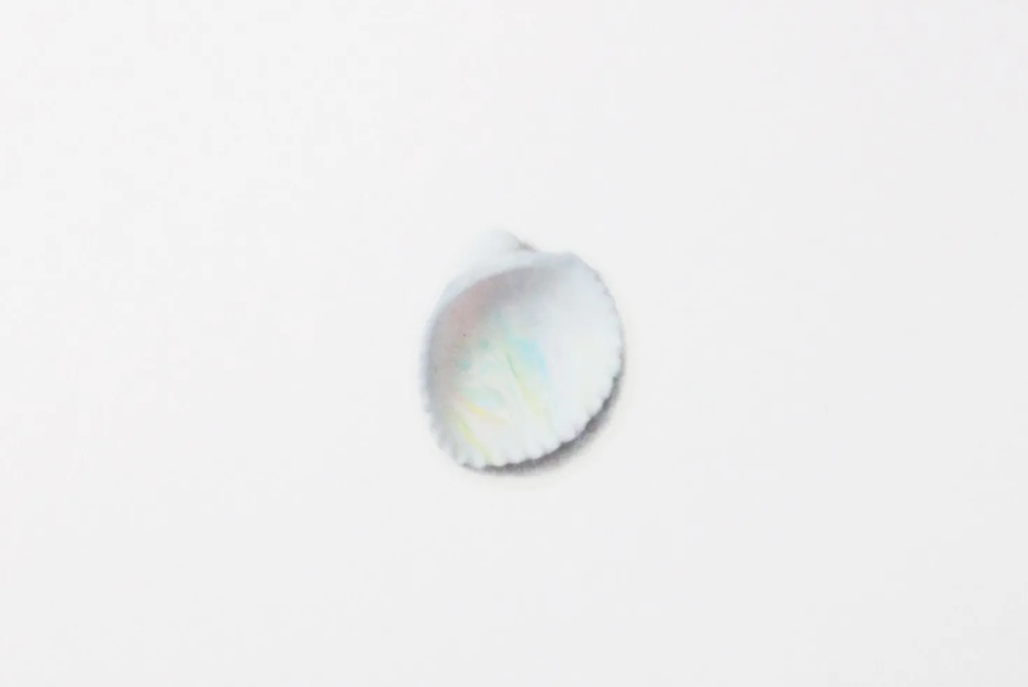Seashell Nature Sticker