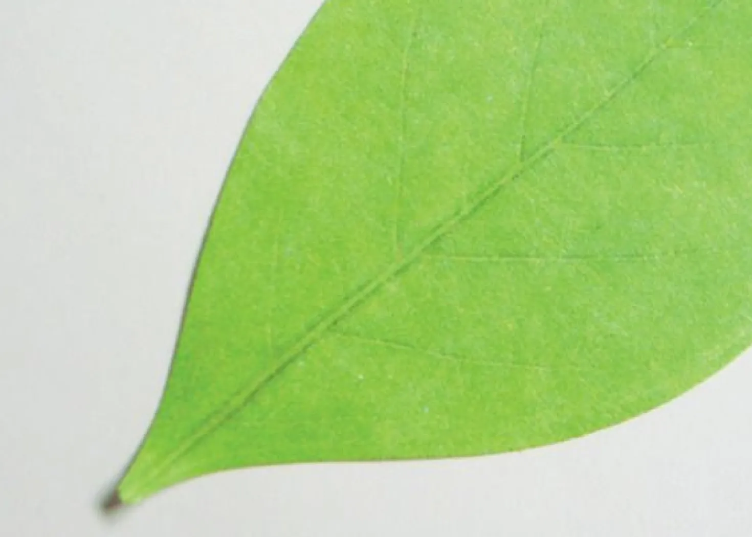 Small Leaf Sticky Note