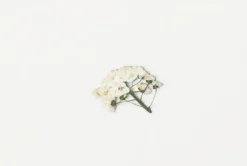 Sweet Alyssum Pressed Flower Sticker