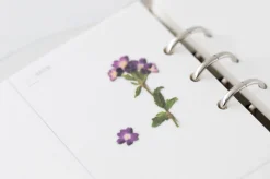Verbena Pressed Flower Sticker
