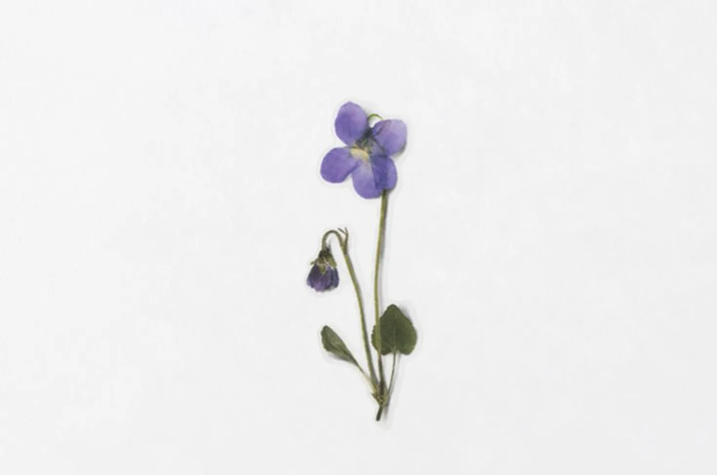 Violet Pressed Flower Sticker