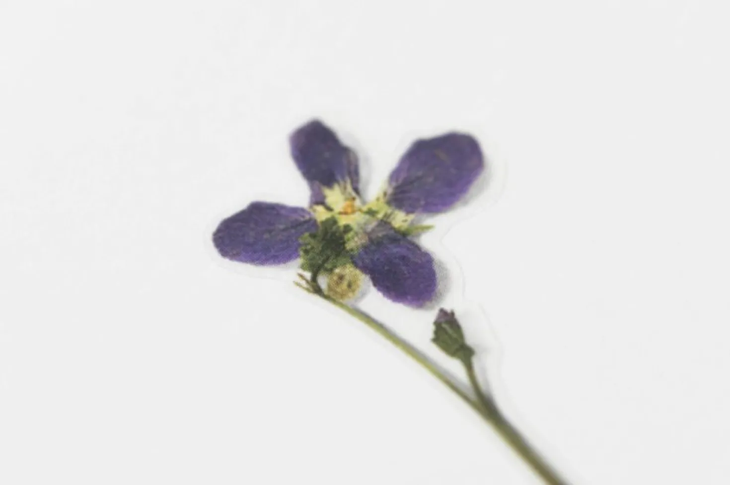 Violet Pressed Flower Sticker