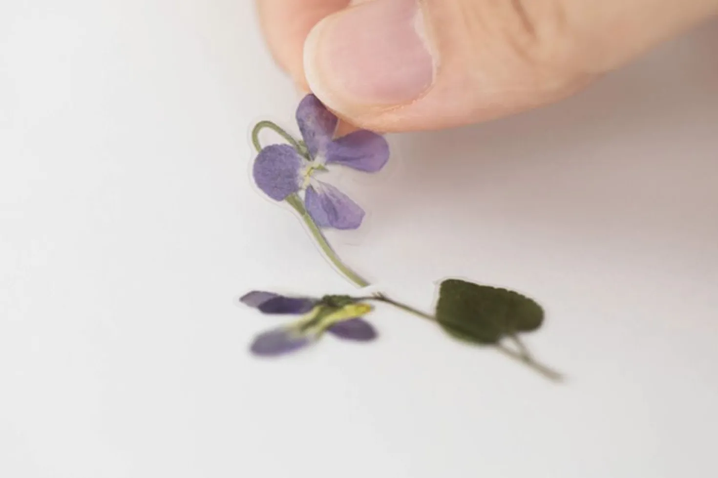 Violet Pressed Flower Sticker