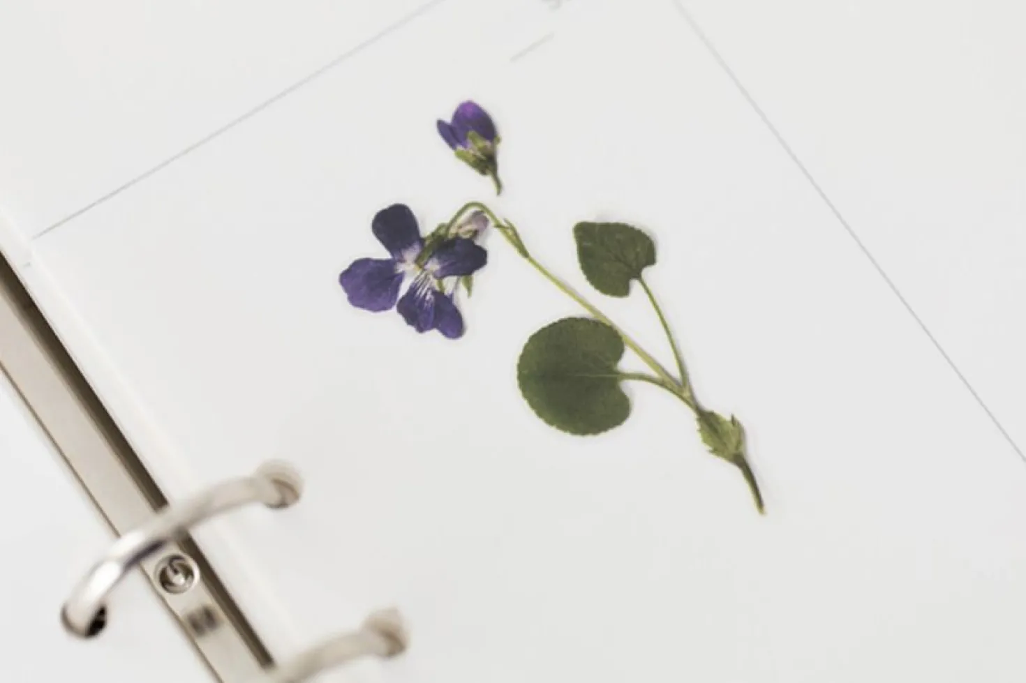Violet Pressed Flower Sticker