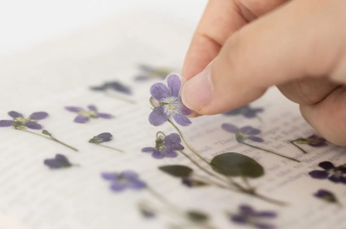 Violet Pressed Flower Sticker